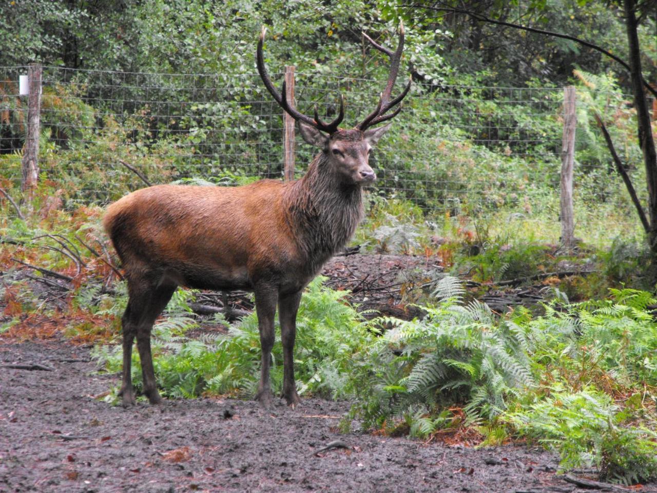 Cabane Des Cerfs Allons  Exteriör bild